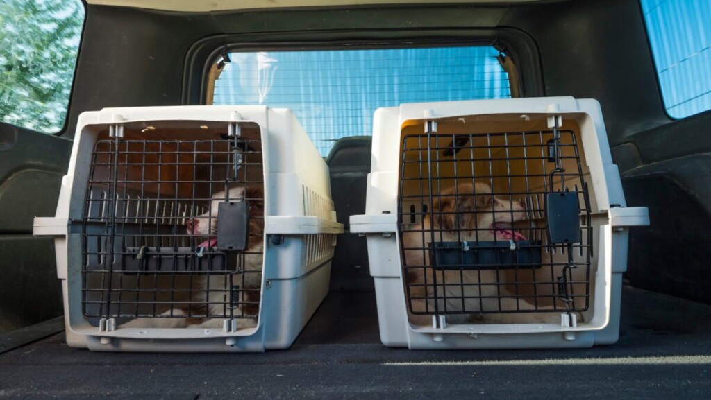 Best Airlines to Travel with Pets