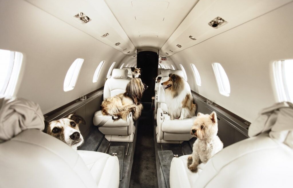Best Airlines for Dogs | Full Guide