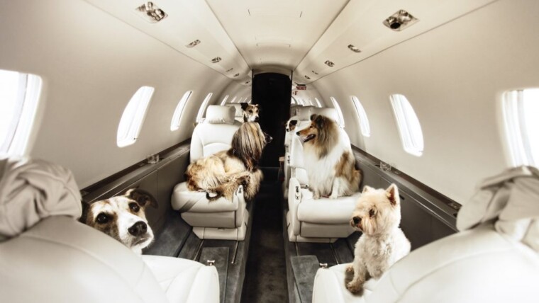 Best Airlines for Dogs | Full Guide